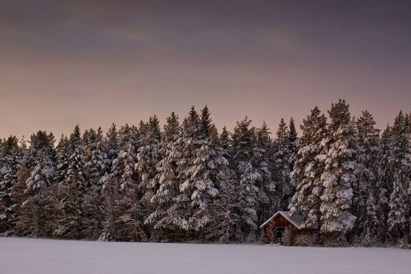 Winter landscape of coniferous forest