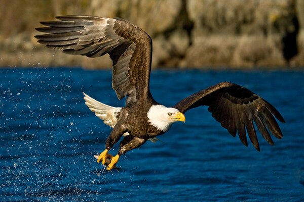 The eagle flies over the river flapping its wings