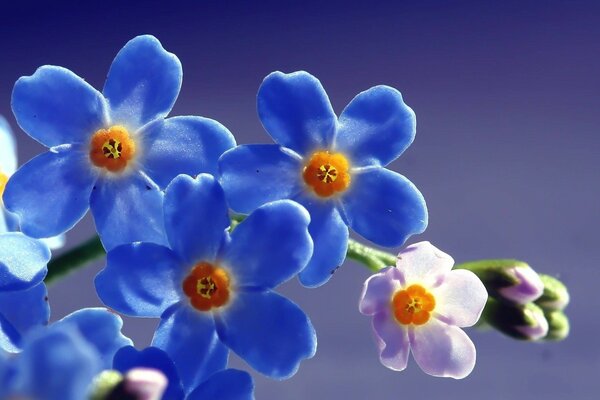 Beautiful flowers. Petals near