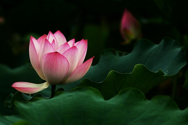 La fleur de Lotus fascine par la beauté