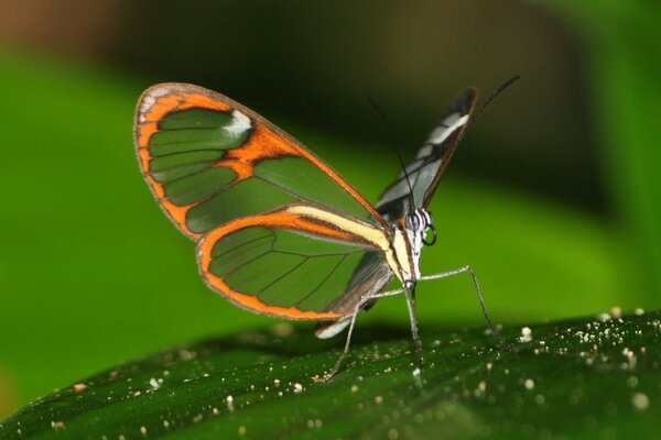 Hermosa mariposa transparente insectos en la hoja