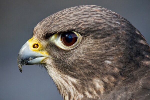 Wildtieradler ist ein Raubtier