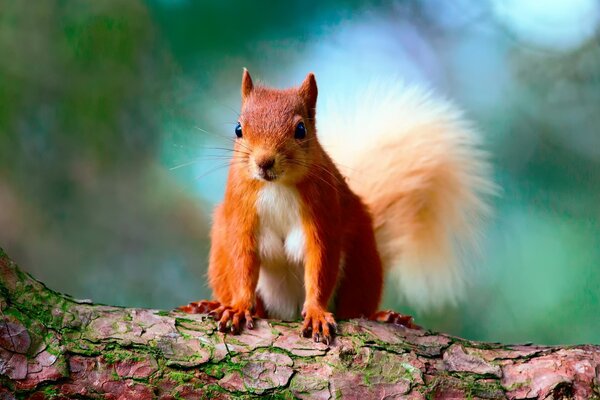 Little squirrel posing on camera