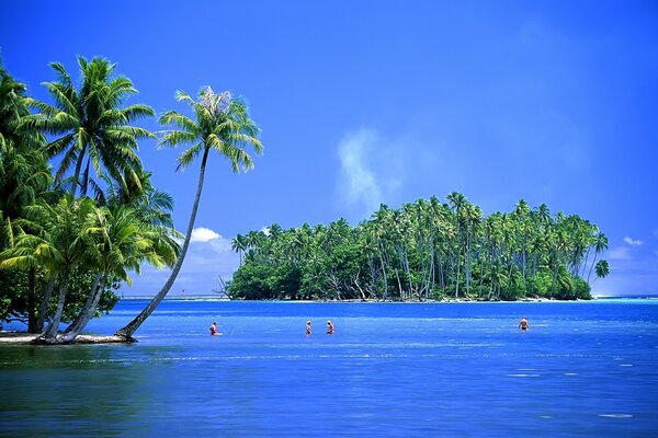 Palm trees on the shore against the background of the island