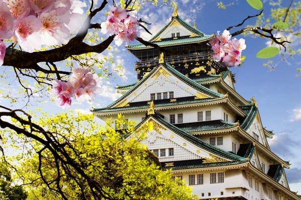 Das Haus der Kirschblüten in Japan