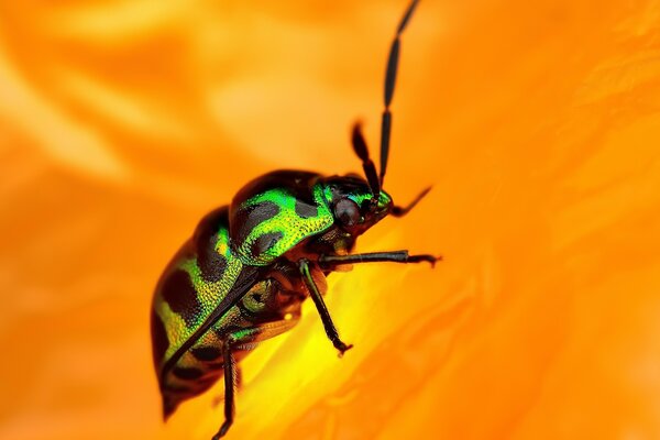 Bella varietà di fauna selvatica