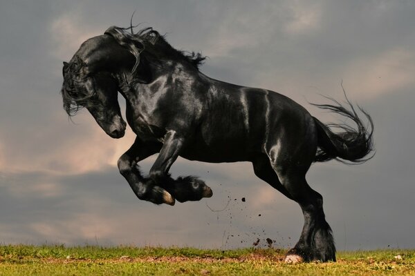 A black horse is galloping in a meadow. A horse gallops on the grass