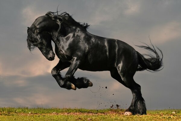 一匹黑马在草地上疾驰. 一匹马在草地上疾驰