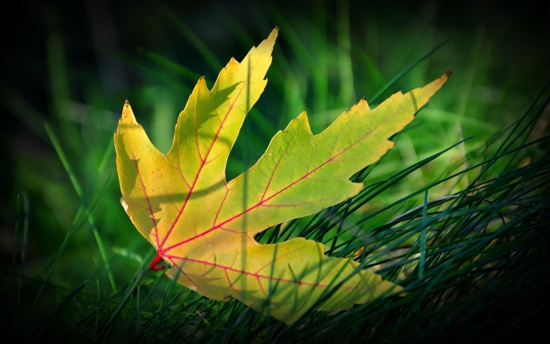 leaves leaf nature flora fall bright light growth tree environment color outdoors wood desktop garden grass vibrant