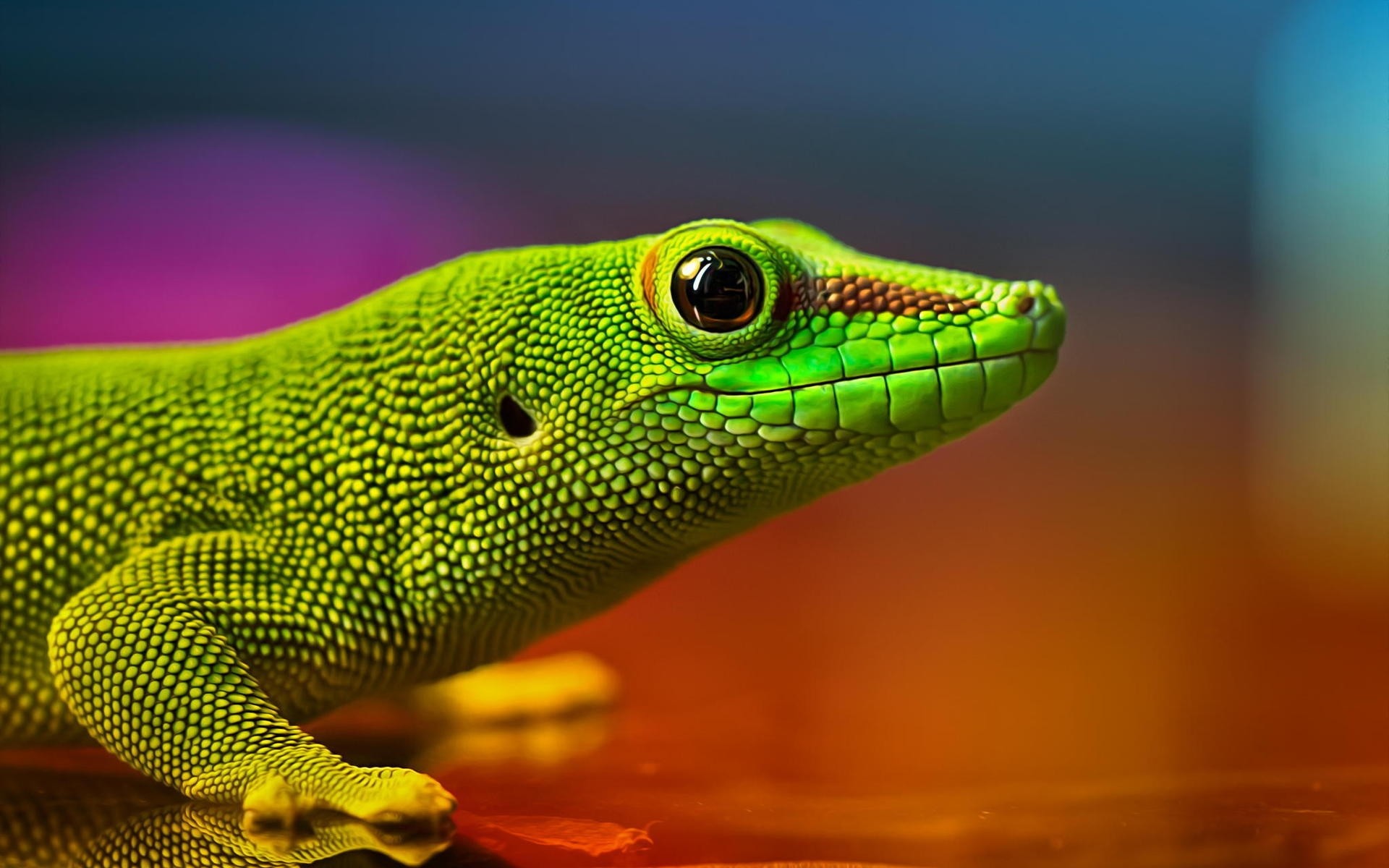 reptiles y ranas gazoo lagarto naturaleza vida silvestre animal tropical verde