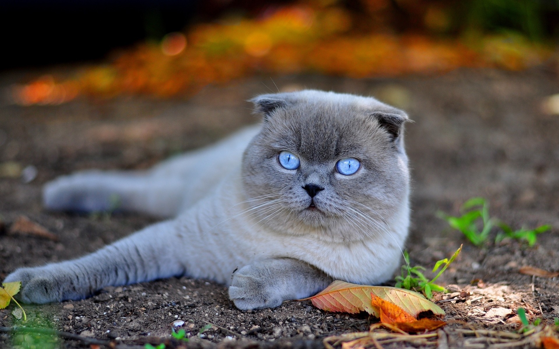 gatos natureza fofa gato mamífero pequeno animal escocês folheados