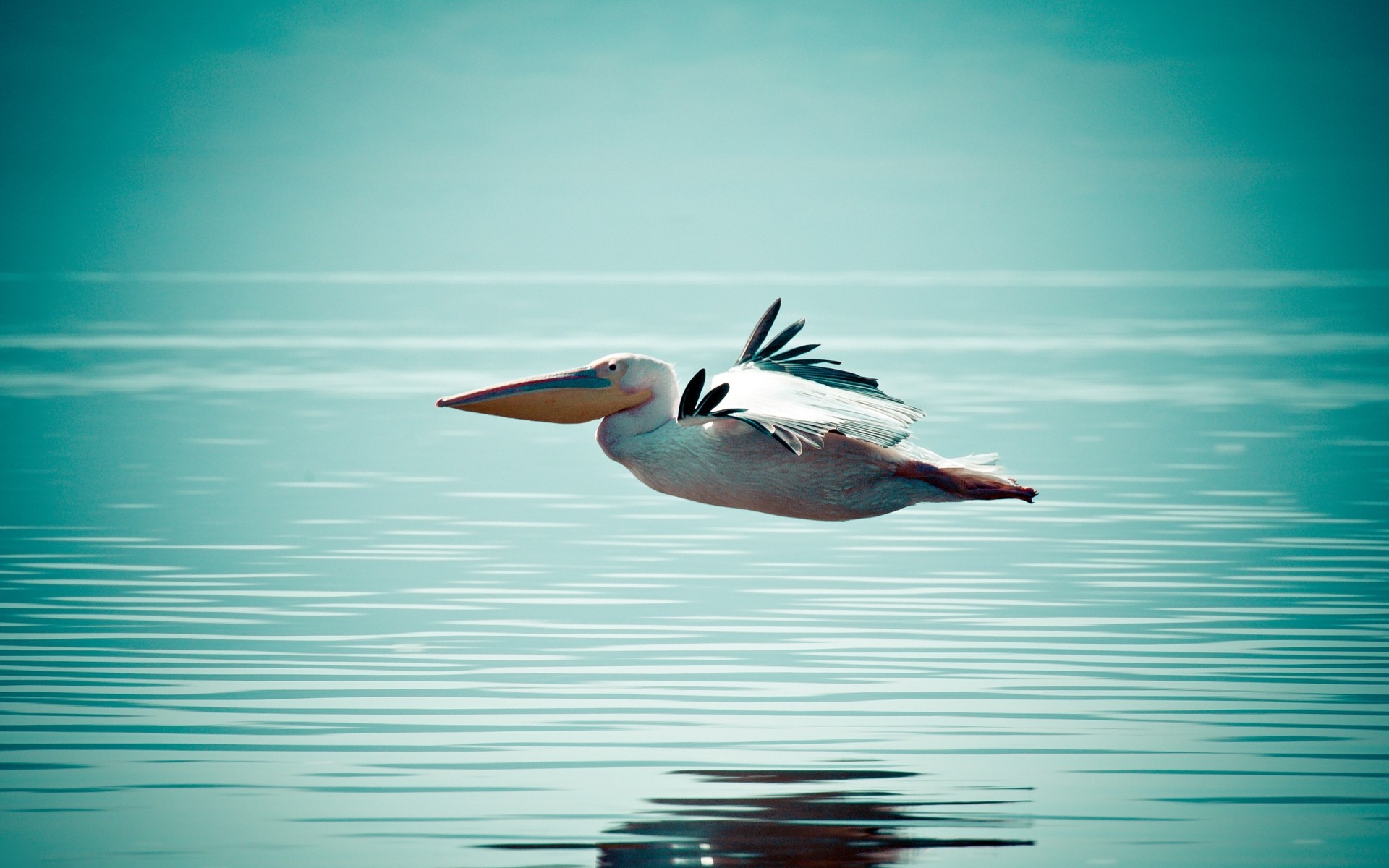 sauvagine l eau la faune oiseau nature en plein air natation océan mer sauvage lac été pélican