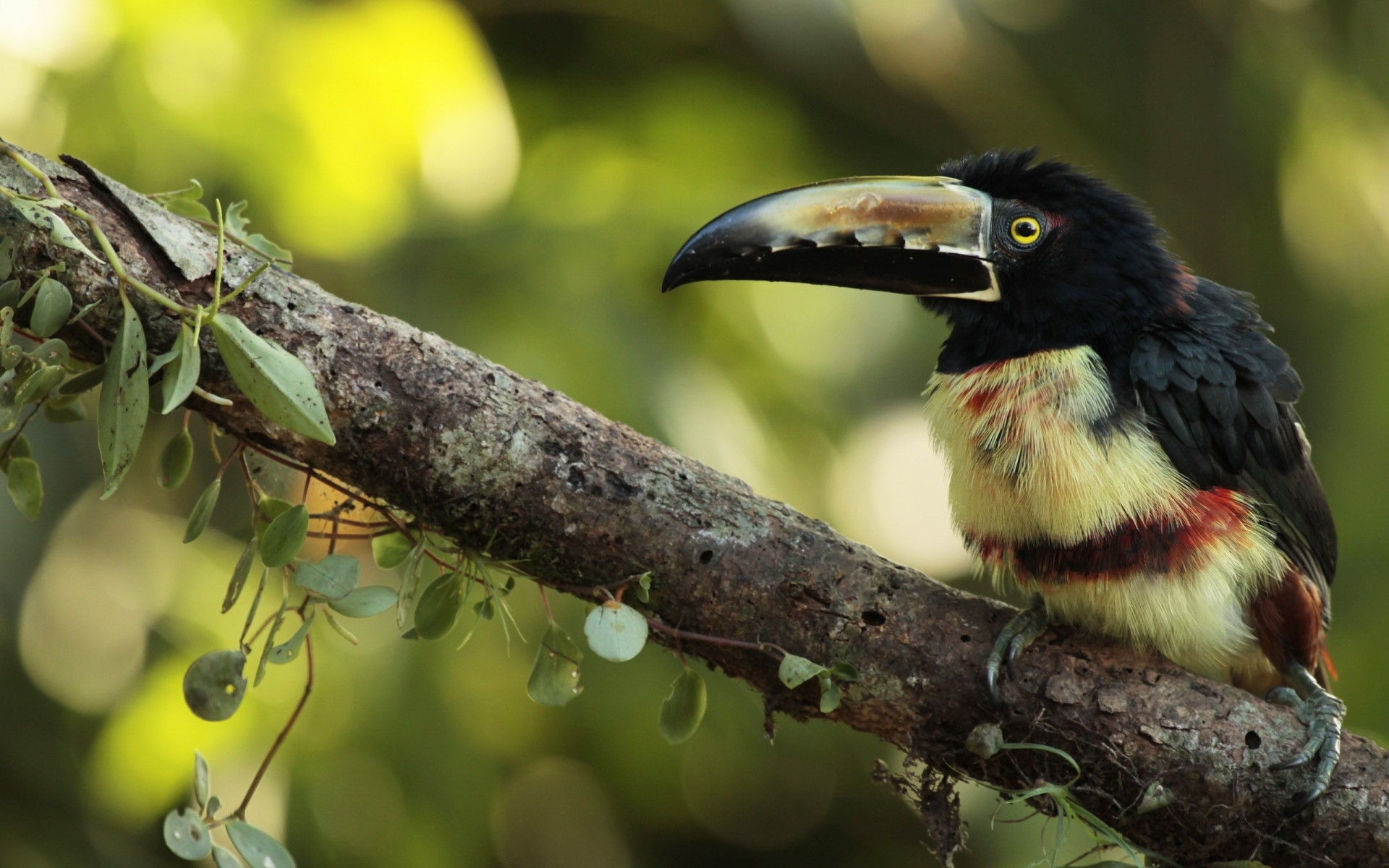 birds bird wildlife nature animal wild outdoors beak tropical wing close-up tree