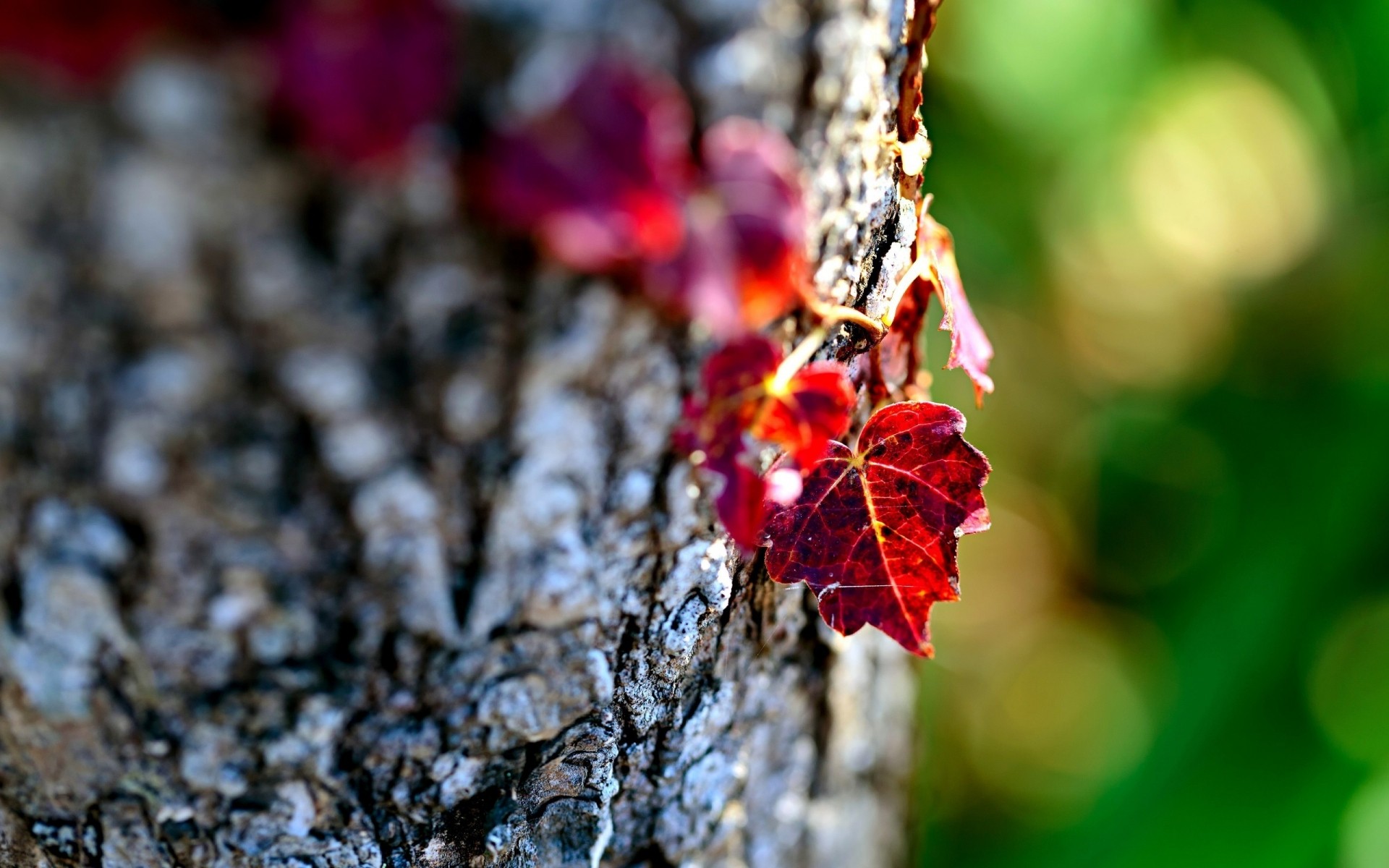 autumn nature leaf tree close-up wood flora outdoors fall color food branch season leaves