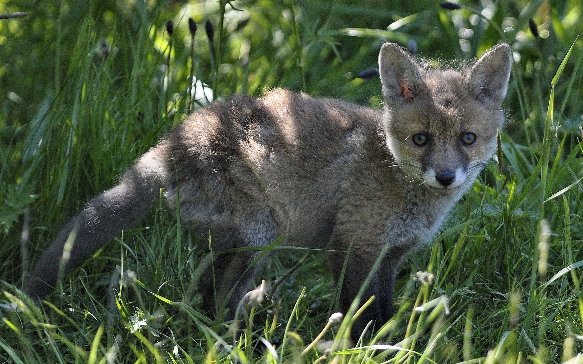 tiere säugetier tier gras niedlich tierwelt natur wenig fell im freien wild fuchs hundesportler junge kind anzeigen