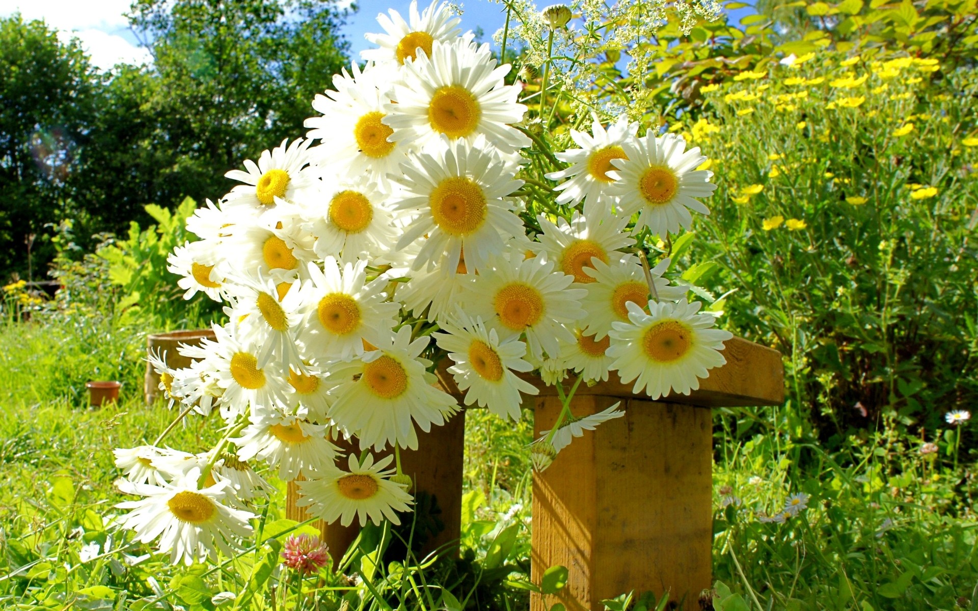 blumen blume natur sommer flora garten blatt floral heuhaufen feld blühen gras hell farbe wachstum saison schön sonnig blütenblatt im freien gänseblümchen blumenstrauß