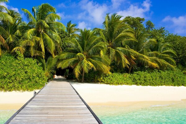 Beaux palmiers verts et la mer transparente