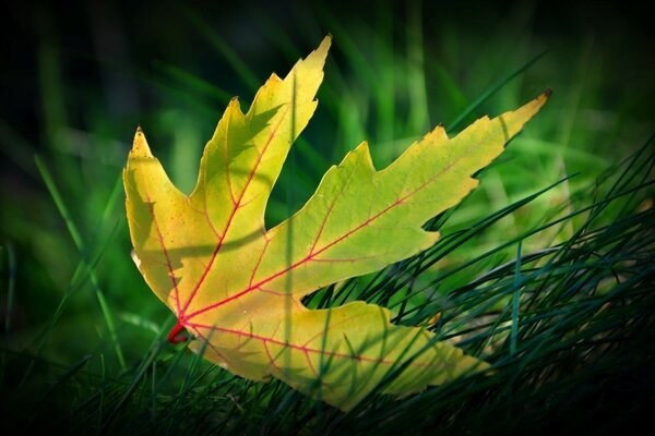 Herbstblatt, das auf das Gras fiel