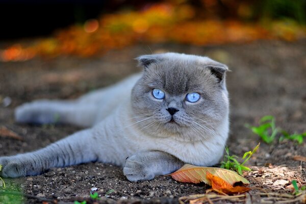 Un gatto grigio dagli occhi azzurri giace sulla strada