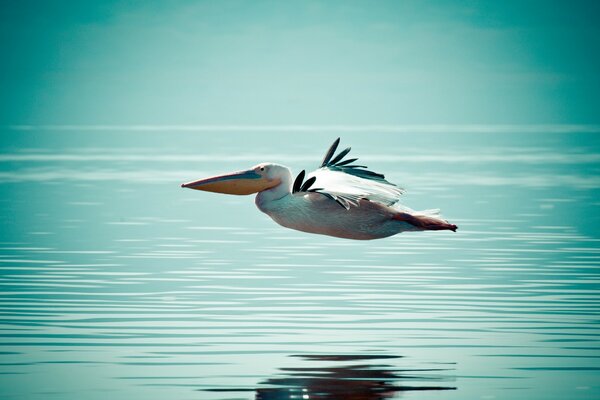 The flight of a bird over the water surface