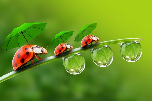 Niedliche Marienkäfer mit Regenschirmen