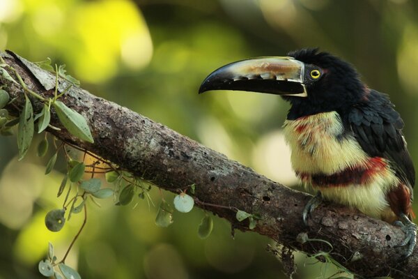 Exotischer Vogel sitzt mit einem großen Schnabel auf einem Ast