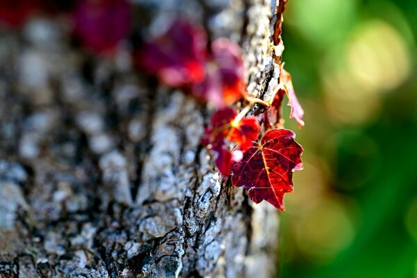 Hermosas hojas de otoño en la corteza macro