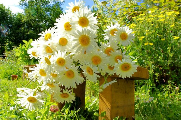 A huge bouquet of daisies on a bench