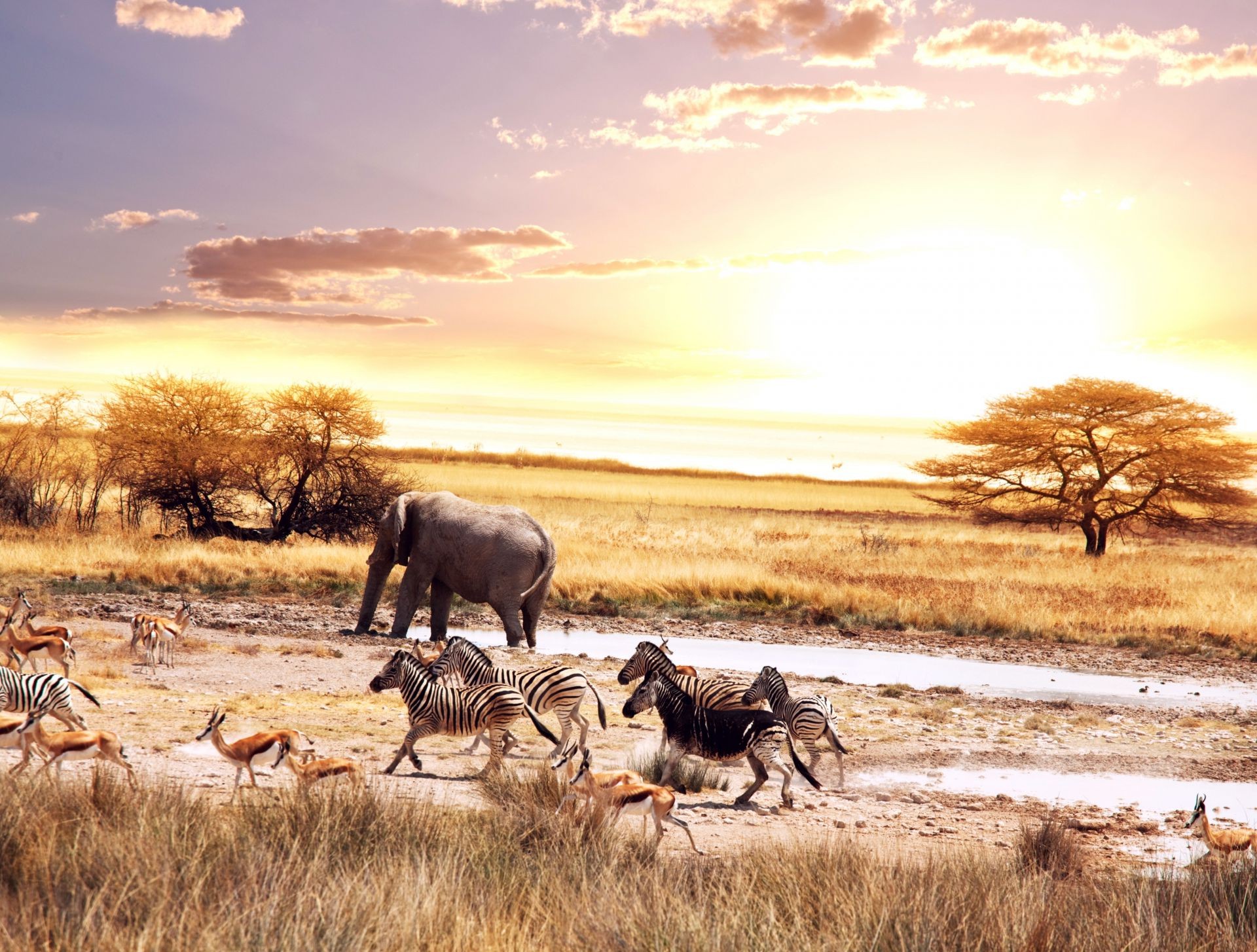 savanne säugetier natur safari gras tierwelt im freien dämmerung landschaft sonnenuntergang himmel tier feld baum