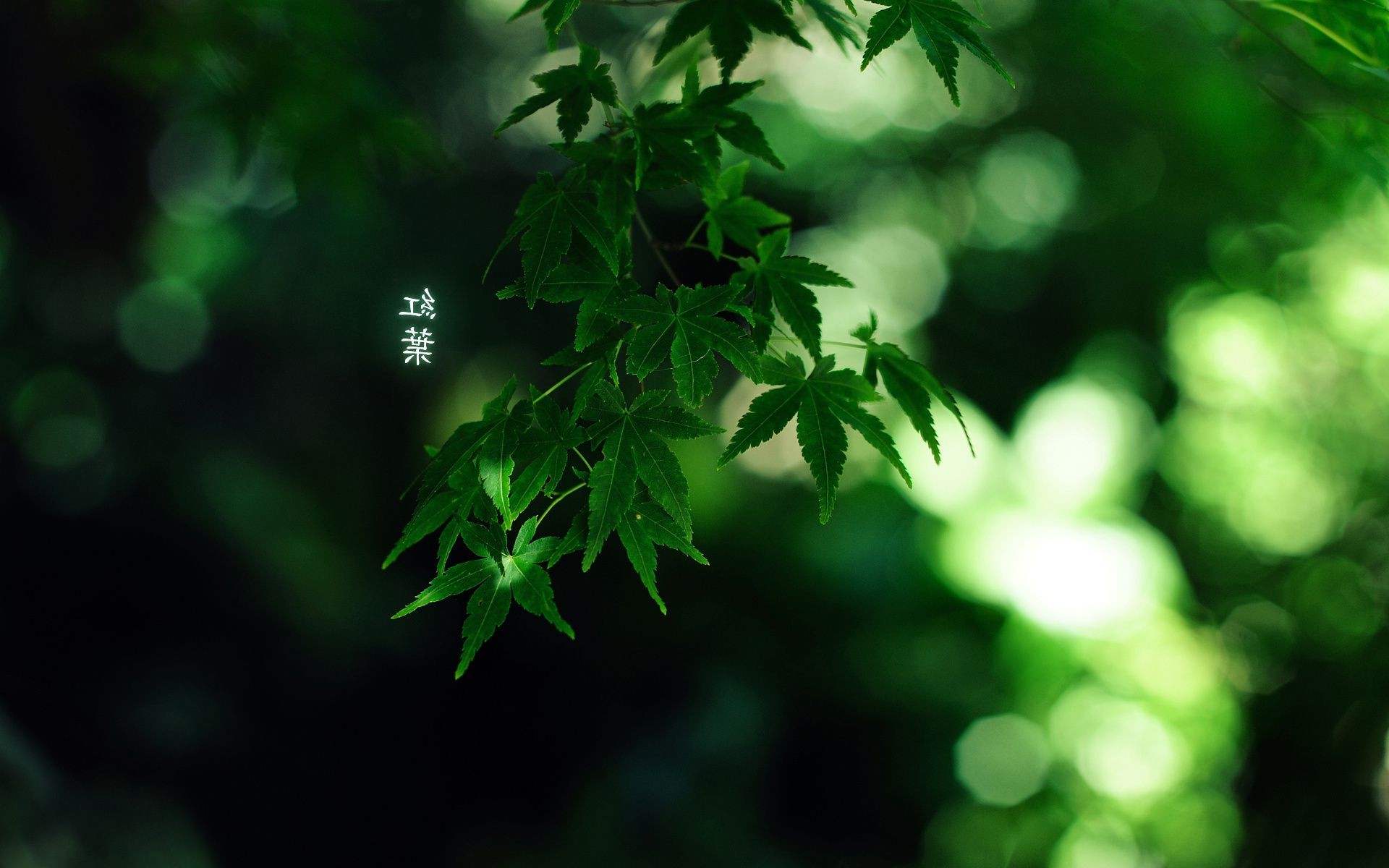 plantas hoja naturaleza crecimiento exuberante flora verano brillante desenfoque jardín árbol al aire libre medio ambiente ecología madera