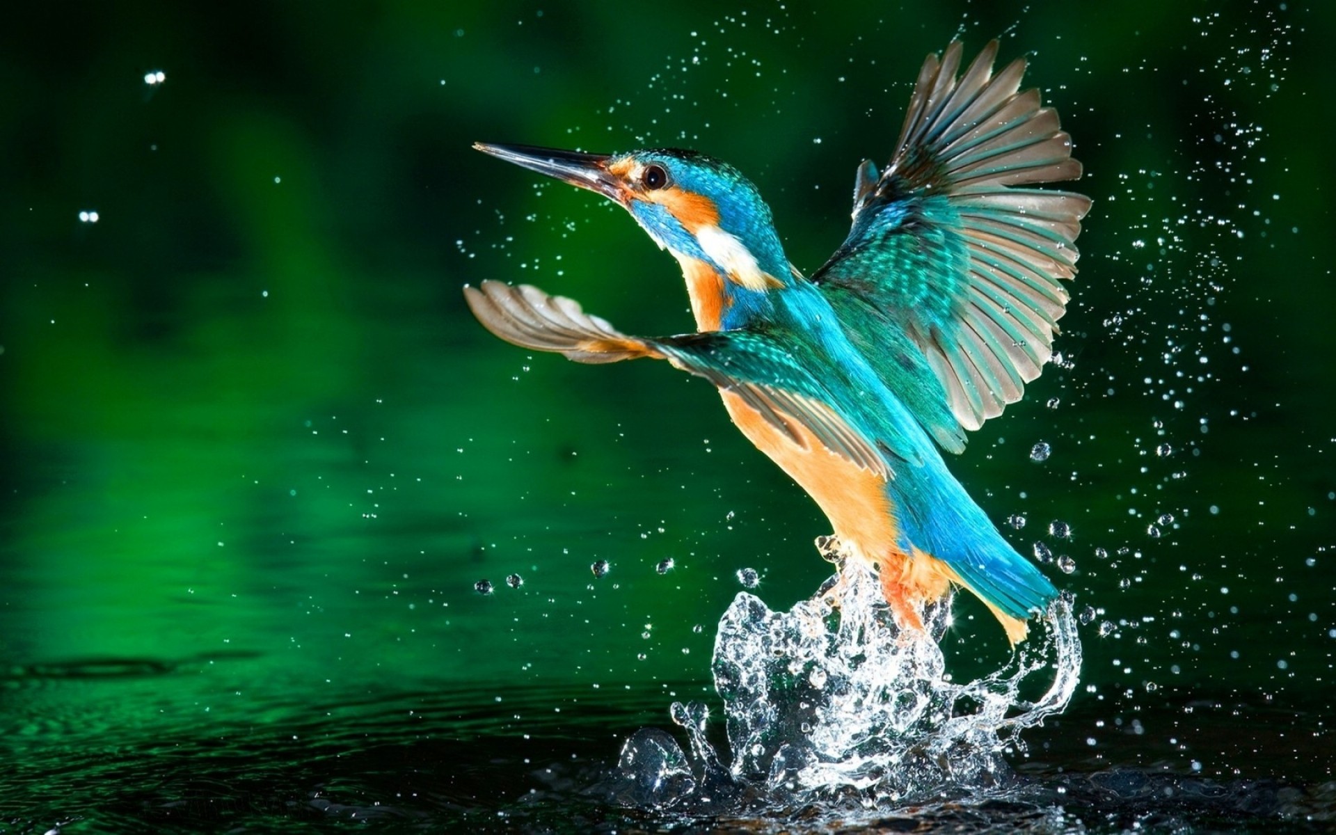 птицы птица дикой природы воды природа животное клюв рыбы зимородок