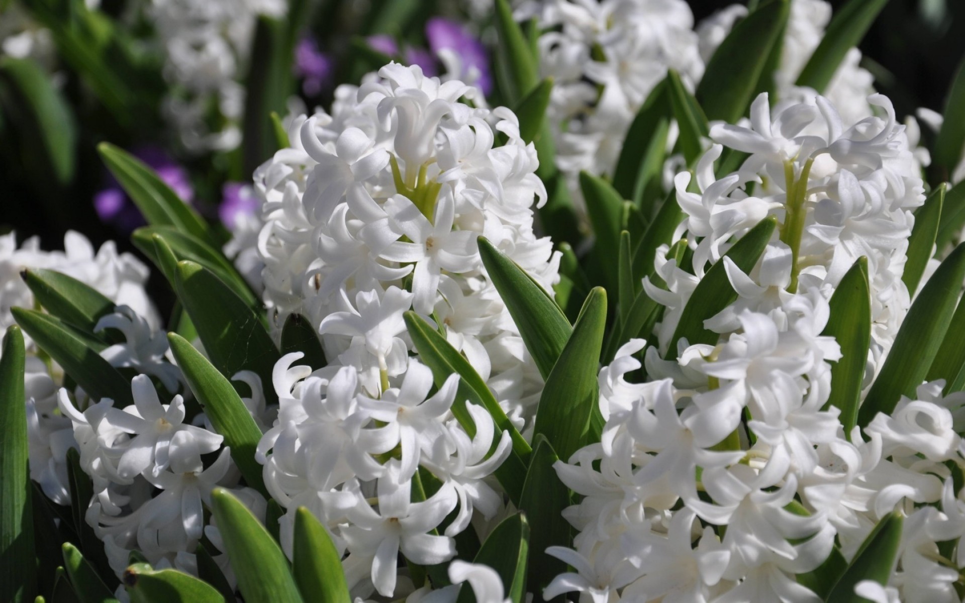 kwiaty kwiat wielkanoc flora hiacynt kwiatowe lampy natura płatek liść ogród bluming bukiet sezon trawa pole tulipan kolor łuska kolego hiacynty biały