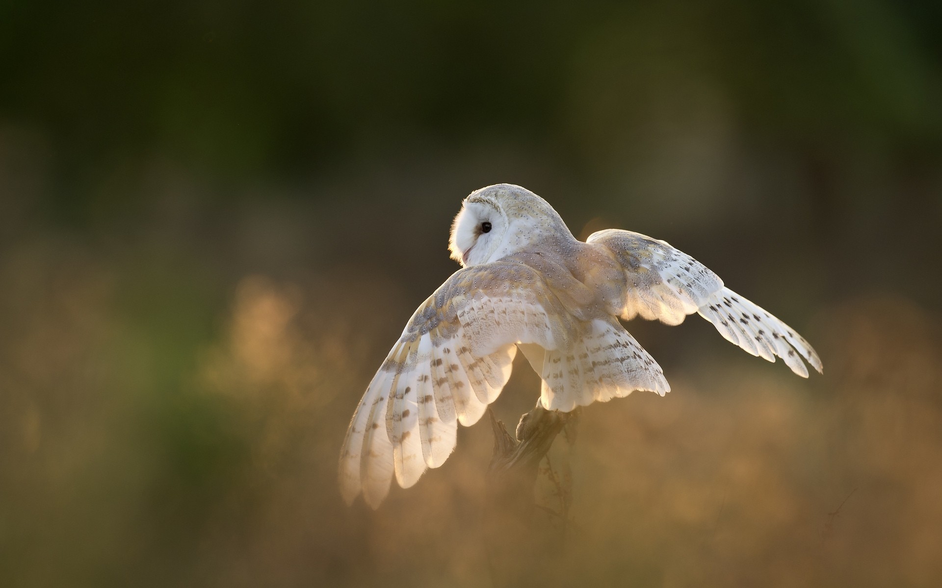 eule vogel natur tierwelt feder tier flügel raptor fliegen im freien flug schnabel beute wild weiß flügel