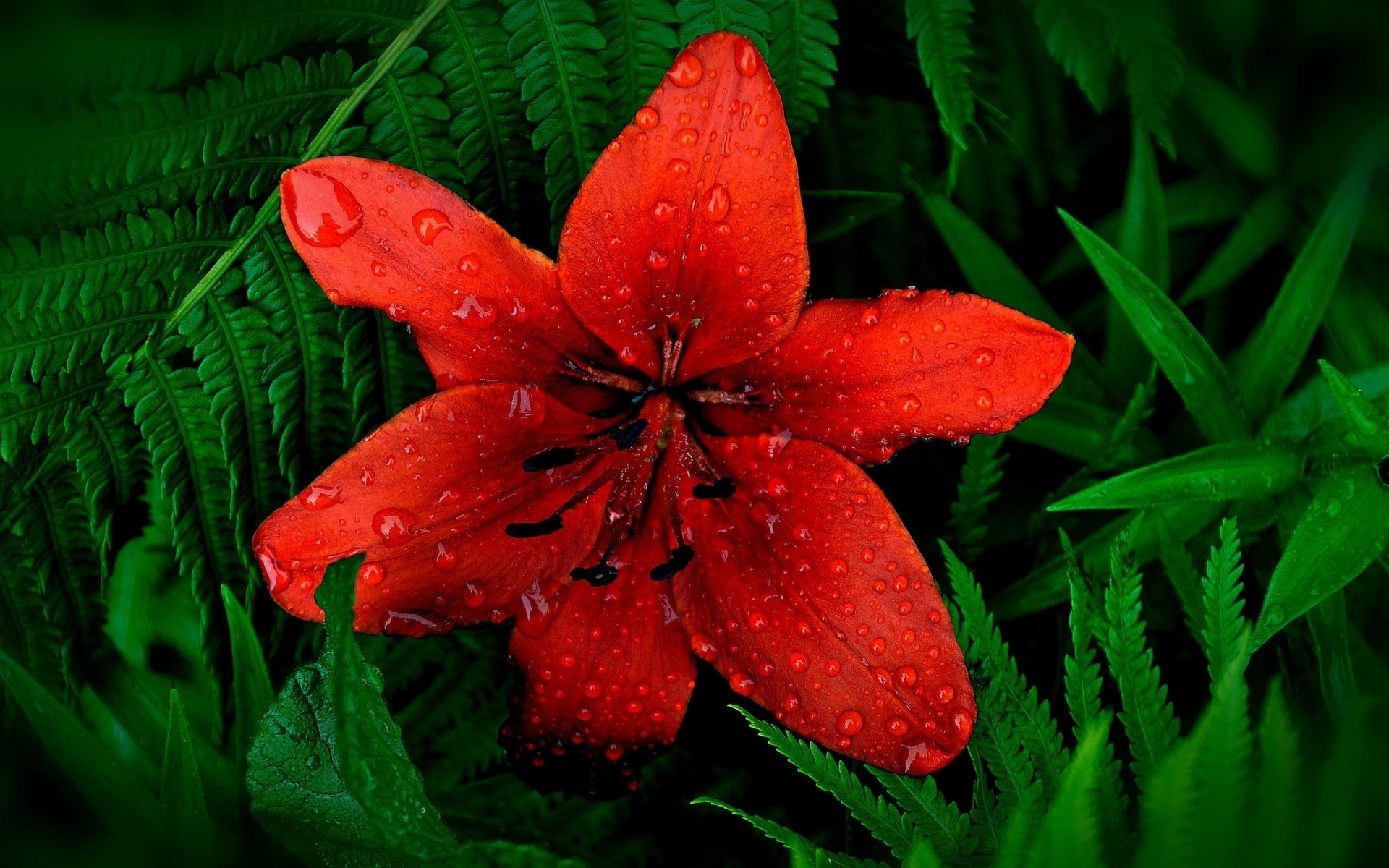 flowers nature flower leaf flora garden season summer color close-up floral desktop beautiful growth bright lily petals