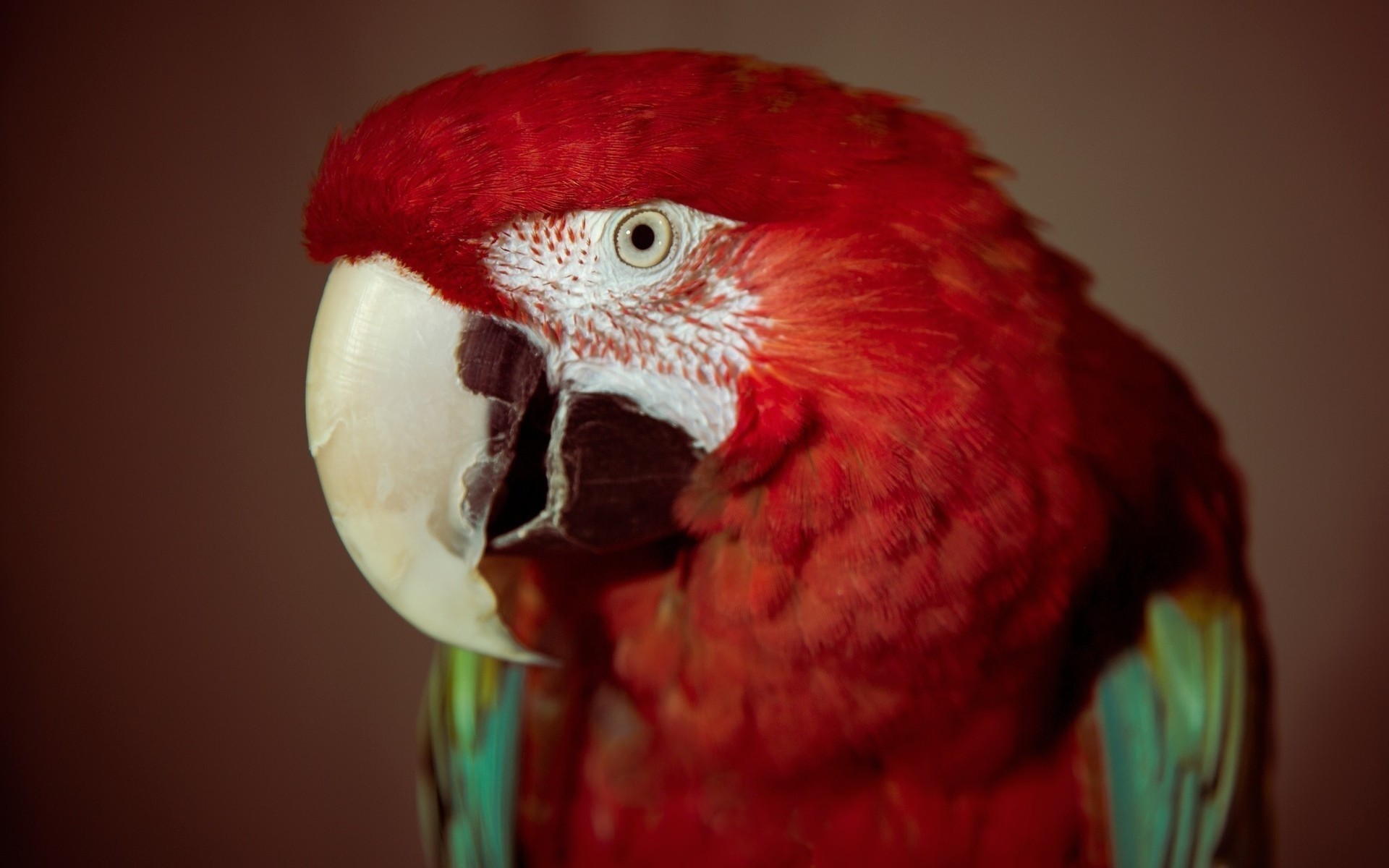 parrot portrait one bird color red feathers