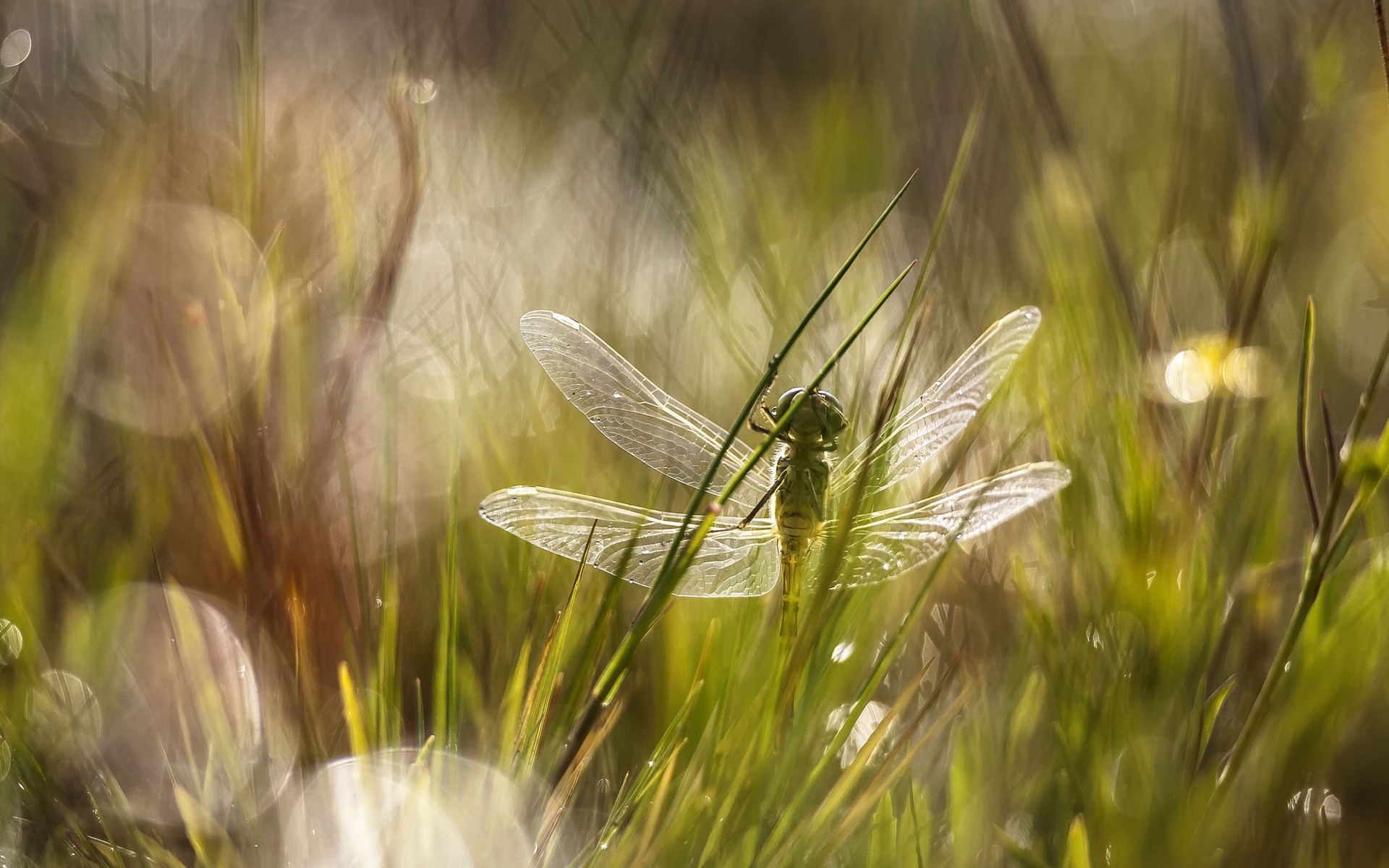 insects grass field nature summer rural sun hayfield flora outdoors growth fair weather cereal countryside pasture wheat dawn country close-up bright dragonfly