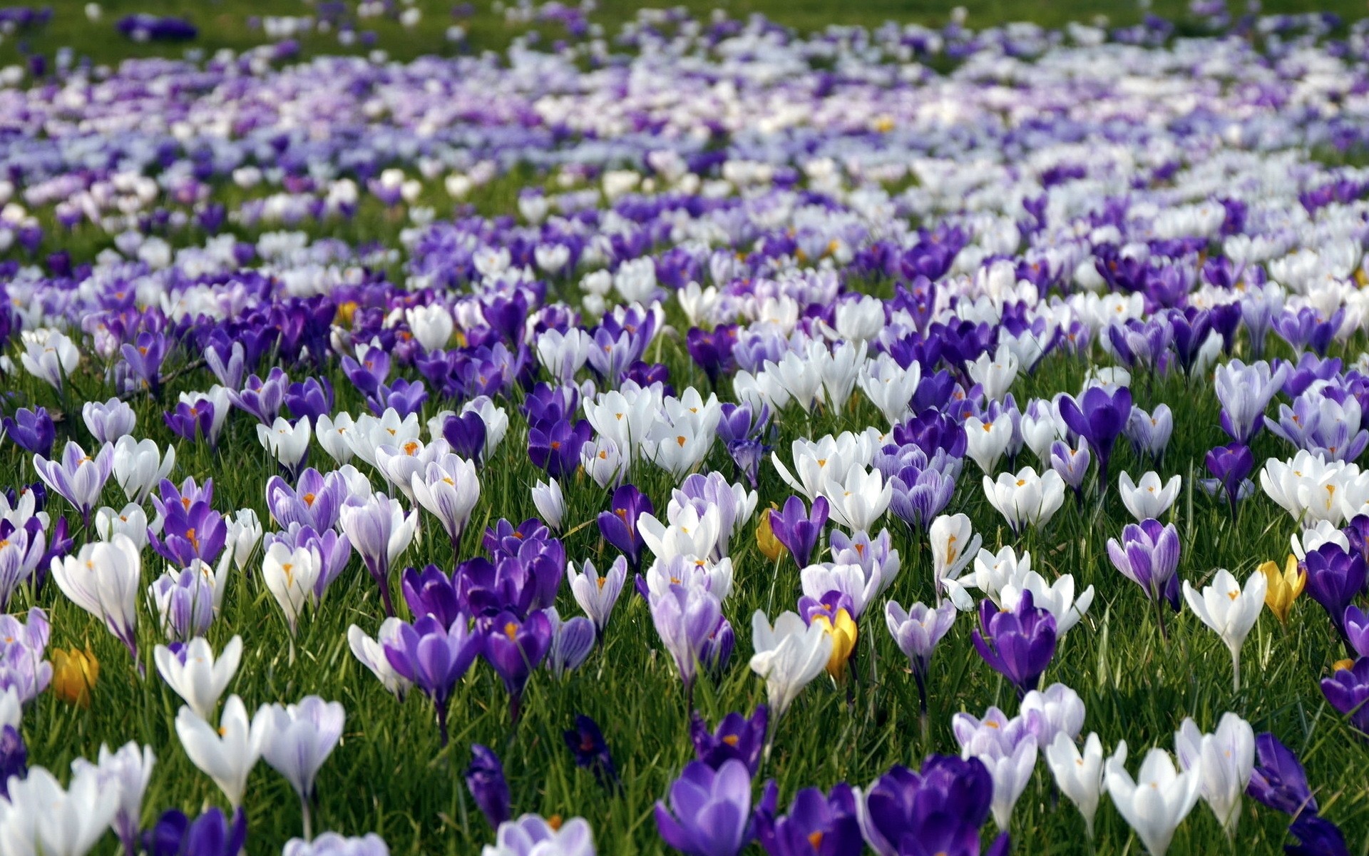 kwiaty kwiat natura flora ogród wielkanoc pole kwiatowy liść bluming wzrost tulipan sianokosy wiosna sezon jasny płatek trawa lato dobra pogoda krokus wiosna