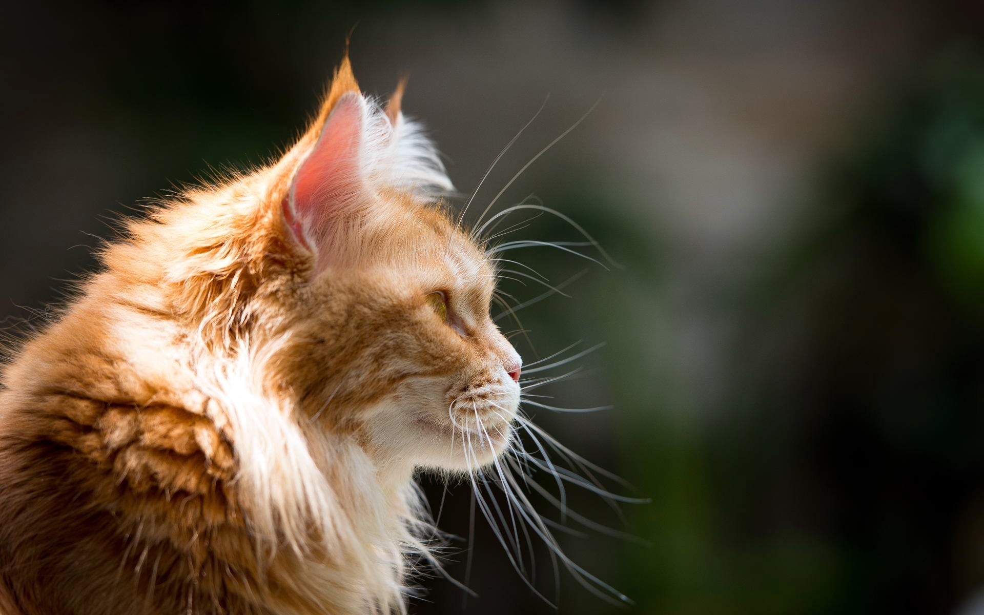 gatos gato lindo animal ojo pelaje retrato mamífero naturaleza mascota bigote gatito pequeño ver vida silvestre joven bigote perfil