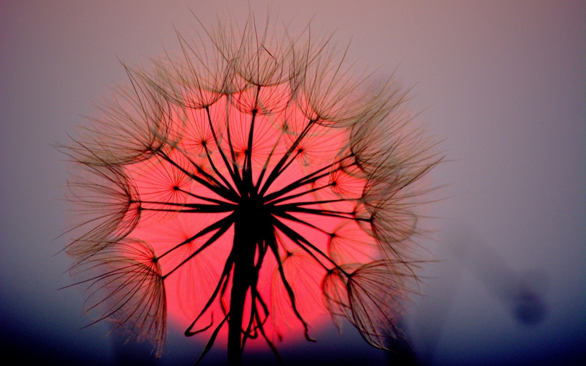 flores flor arte cor abstrato dente de leão pôr do sol sol