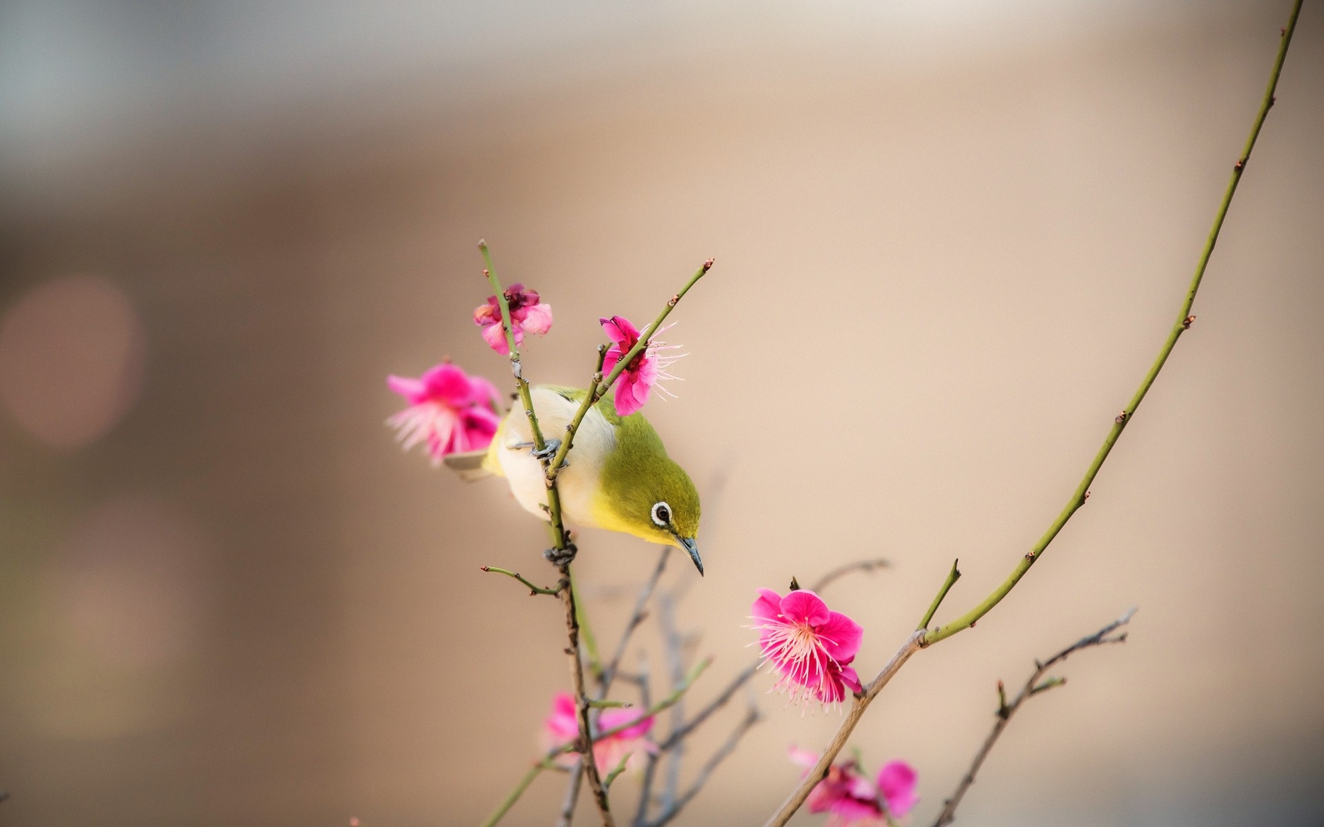 birds nature flower summer flora leaf delicate blur wild garden dof sun little bird branch