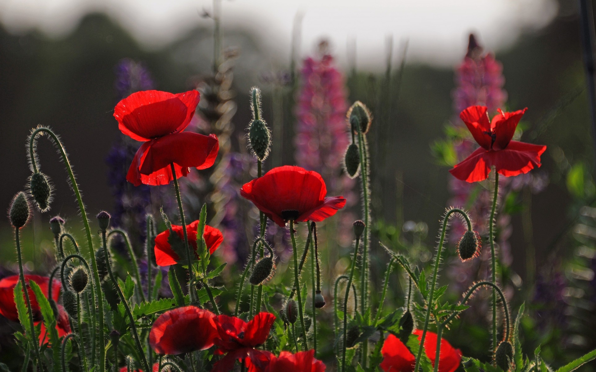 flores flor poppy naturaleza flora campo verano al aire libre hoja jardín bluming pétalo hierba heno floral rural color brillante estación amapolas