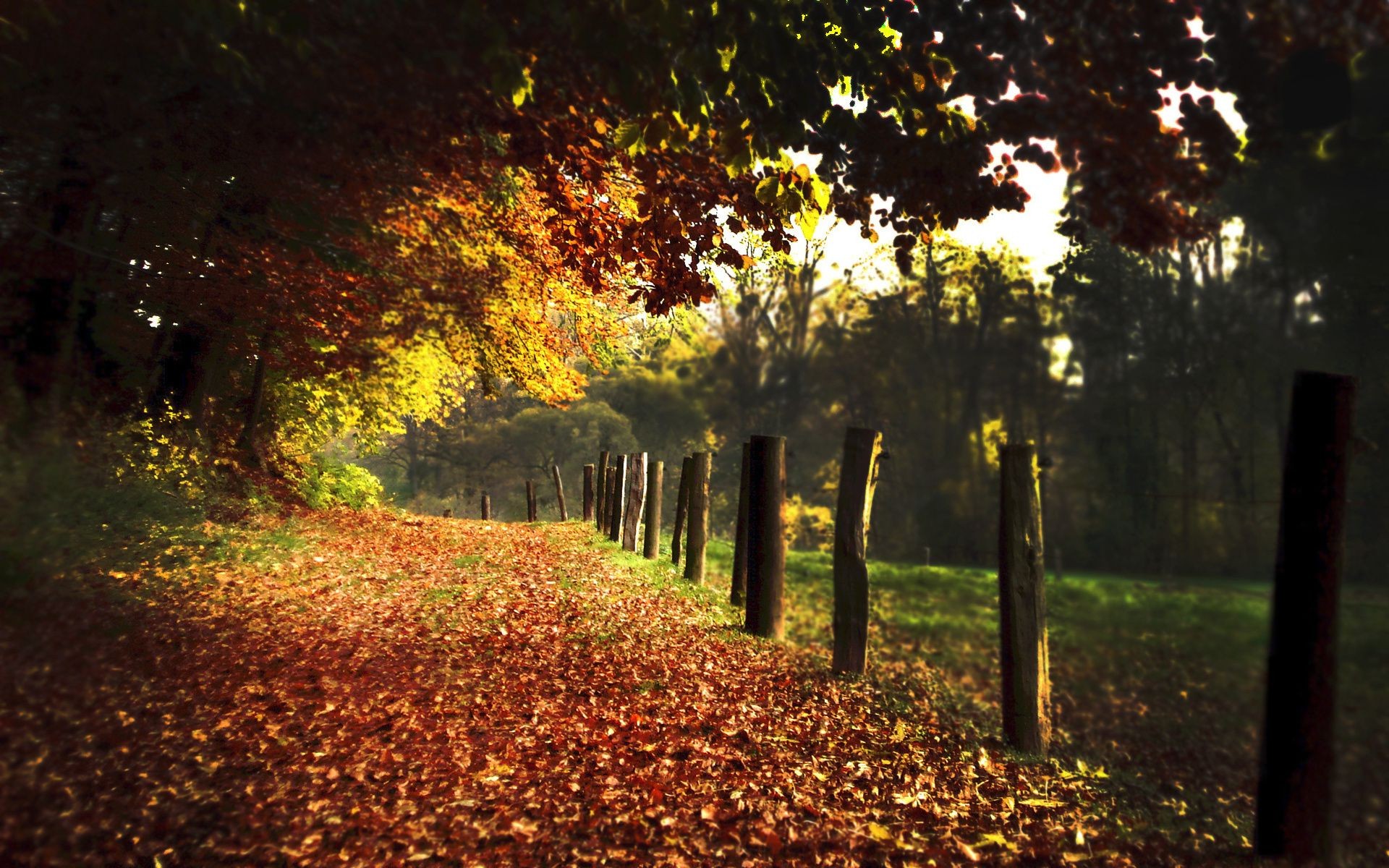 parki jesień drzewo liść park krajobraz drewno świt droga natura na zewnątrz mgła światło sceniczny przewodnik oddział mgła sezon dobra pogoda słońce