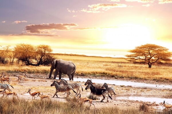 Evening savanna with fauna characteristic of these places