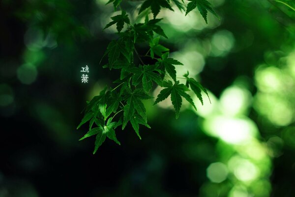 Maple leaves in macro photography with hieroglyphs