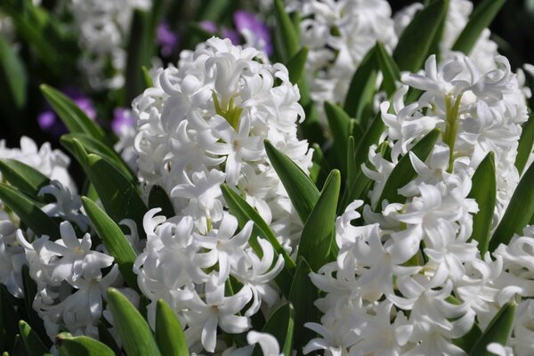 Photo White hyacinths with green leaves