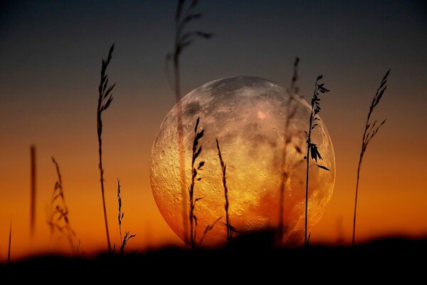 Cereals on the background of sunset and a beautiful moon