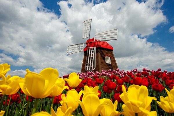 Moulin sur une colline avec des tulipes jaunes et rouges