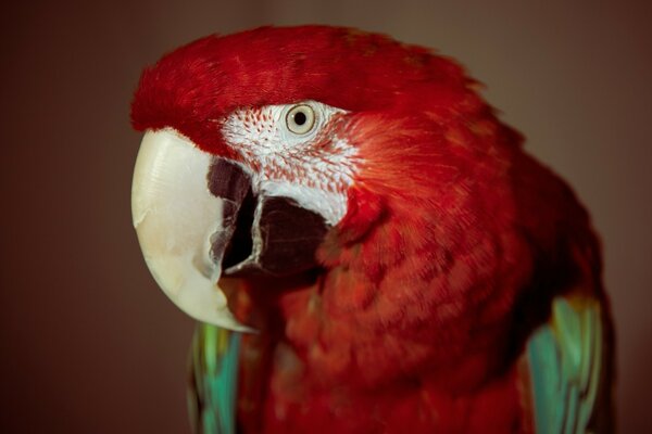 Portrait of a macaw parrot close-up