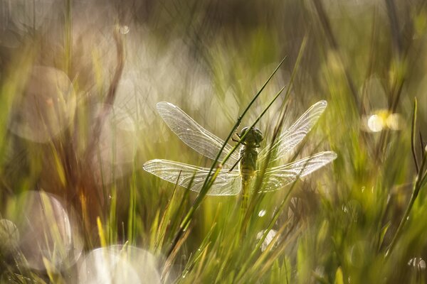 Libélula sentada en la hierba verde