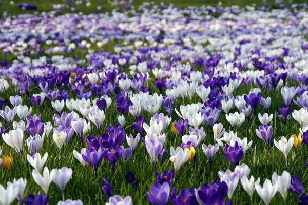 Cuadro de besador de flores de diferentes colores